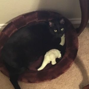 Meet your Posher, Jacinda